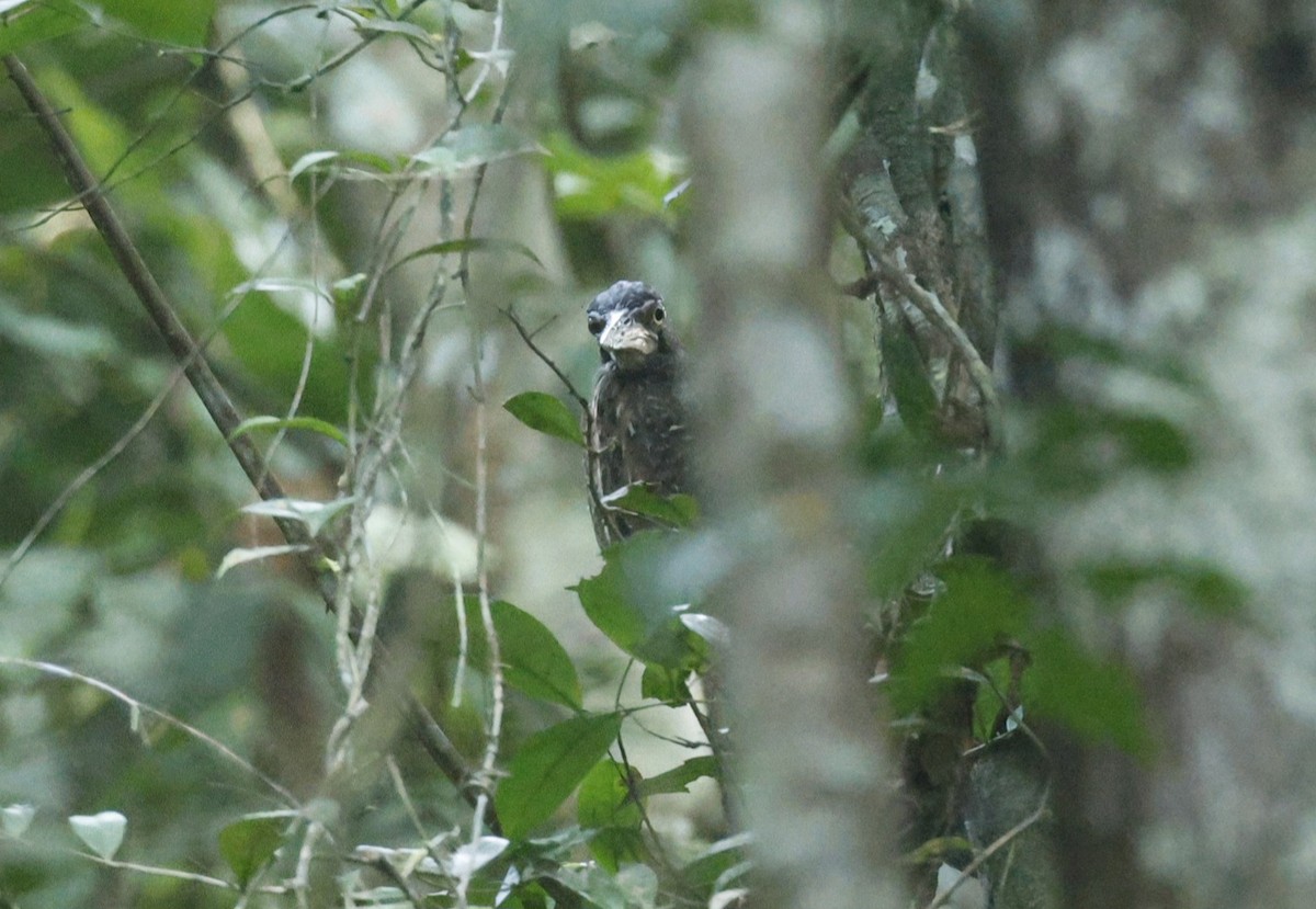 White-crested Tiger-Heron - ML629053409