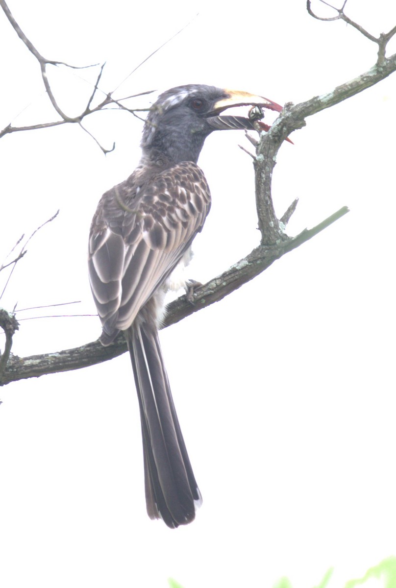 African Gray Hornbill - ML629053414
