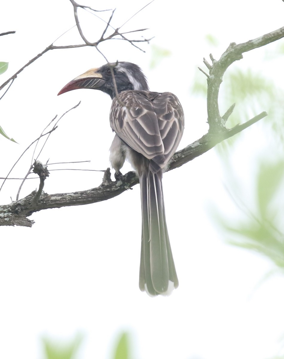 African Gray Hornbill - ML629053415