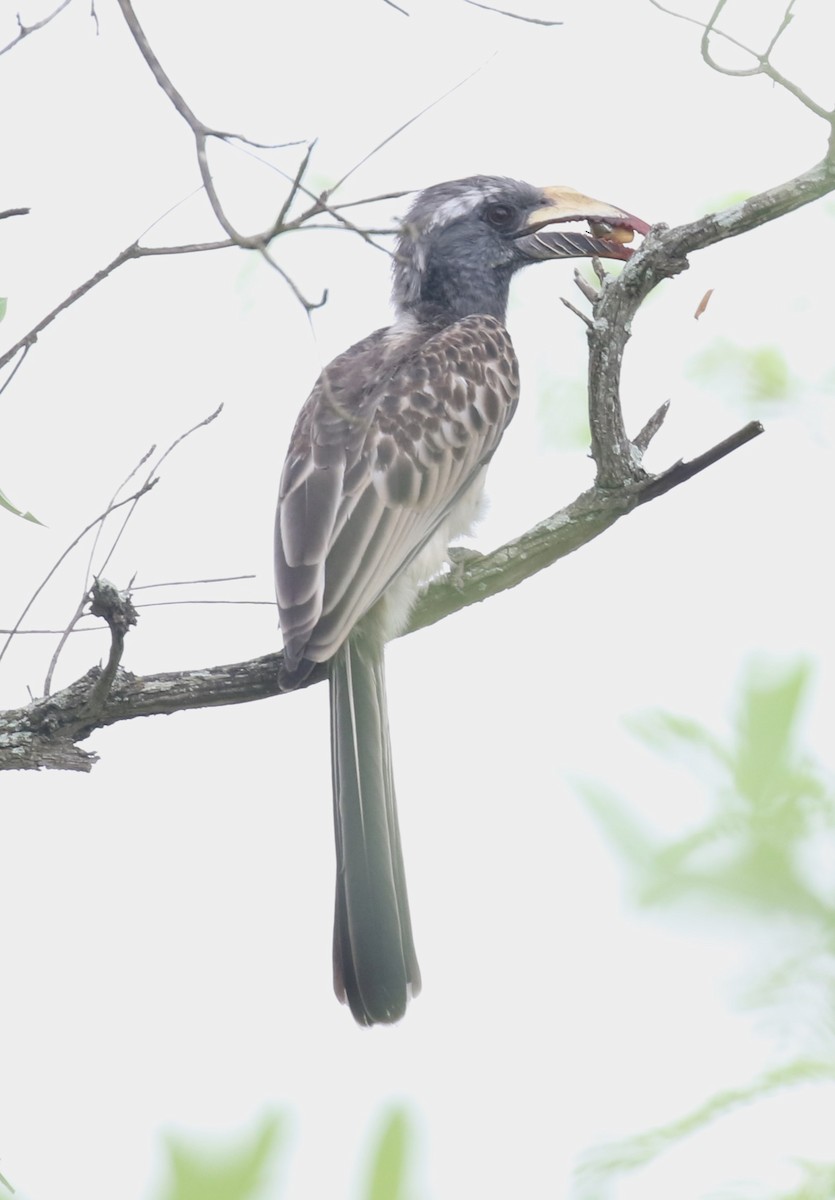 African Gray Hornbill - ML629053416