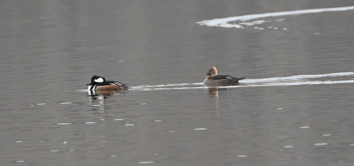 Hooded Merganser - ML629053431
