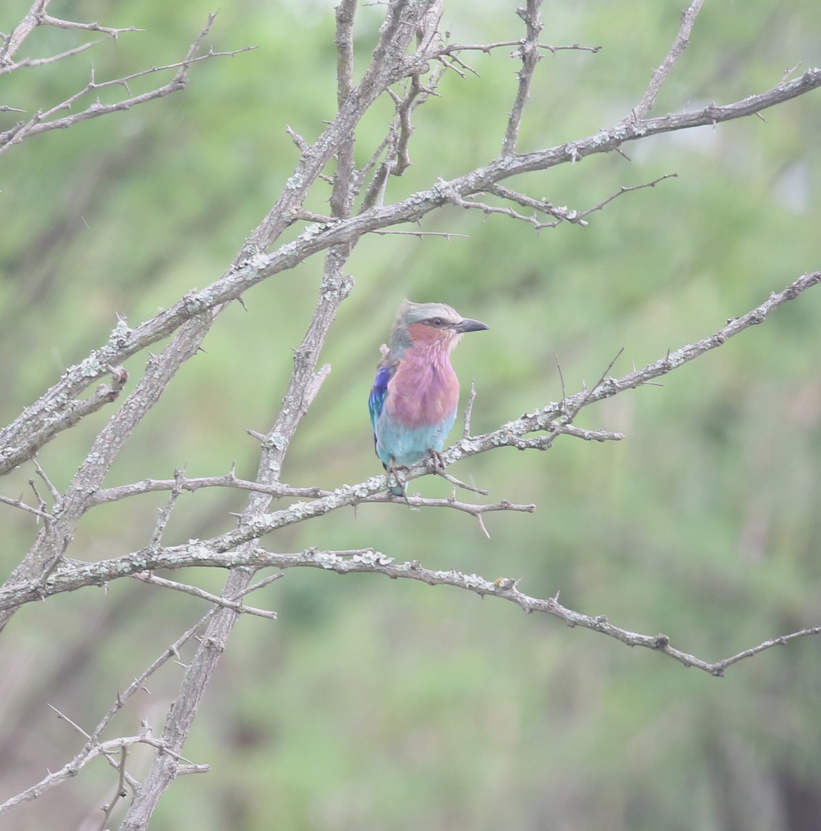 Lilac-breasted Roller - ML629053433