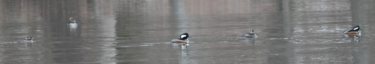 Hooded Merganser - ML629053441