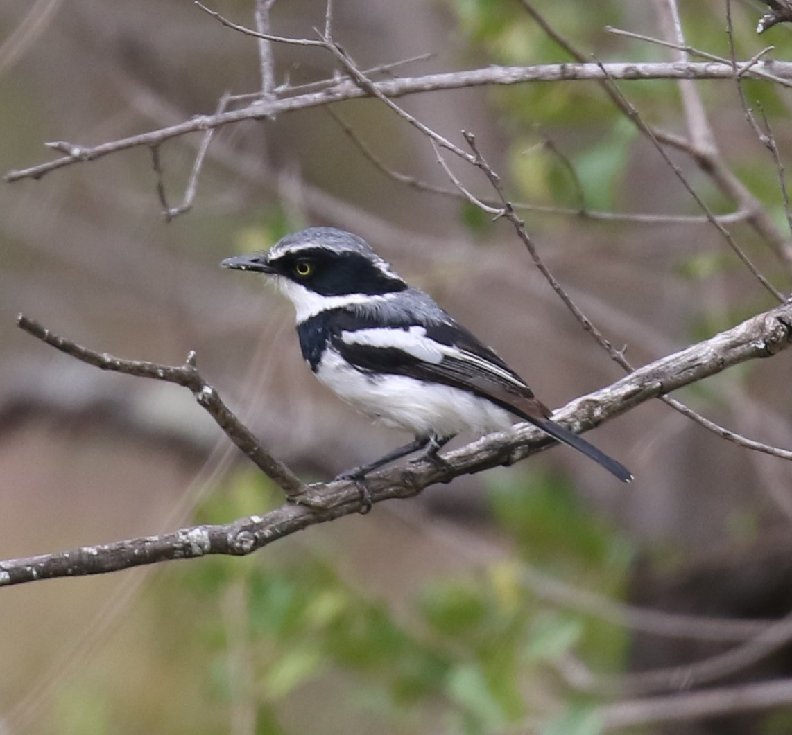 Chinspot Batis - ML629053444