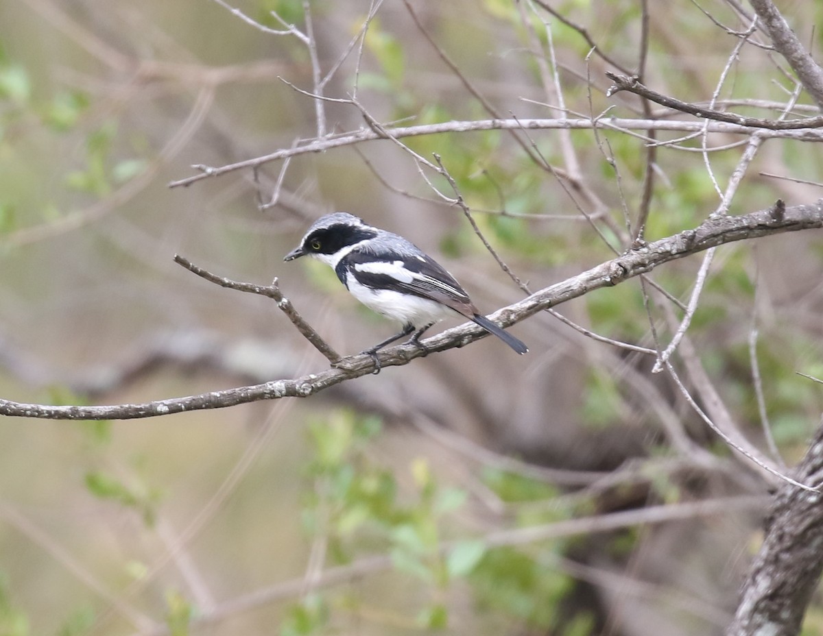 Chinspot Batis - ML629053445