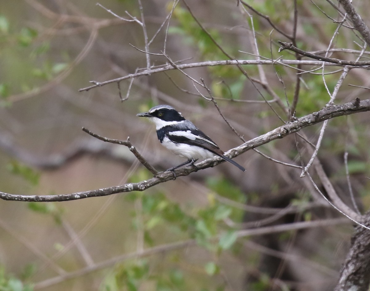 Chinspot Batis - ML629053446
