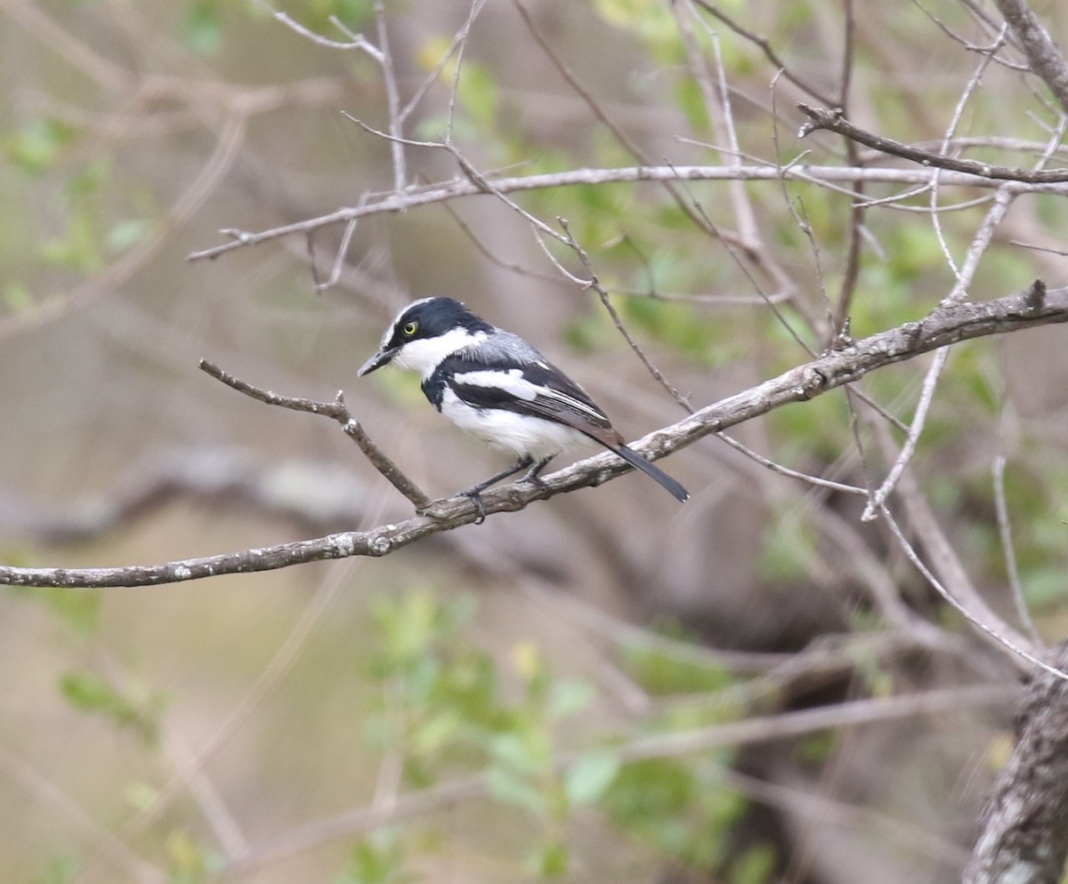 Chinspot Batis - ML629053447