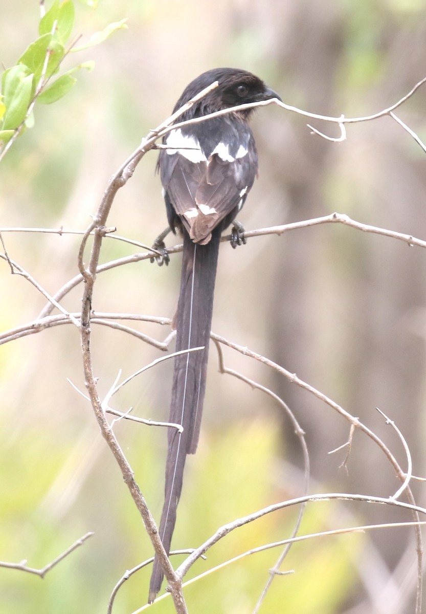 Magpie Shrike - ML629053465
