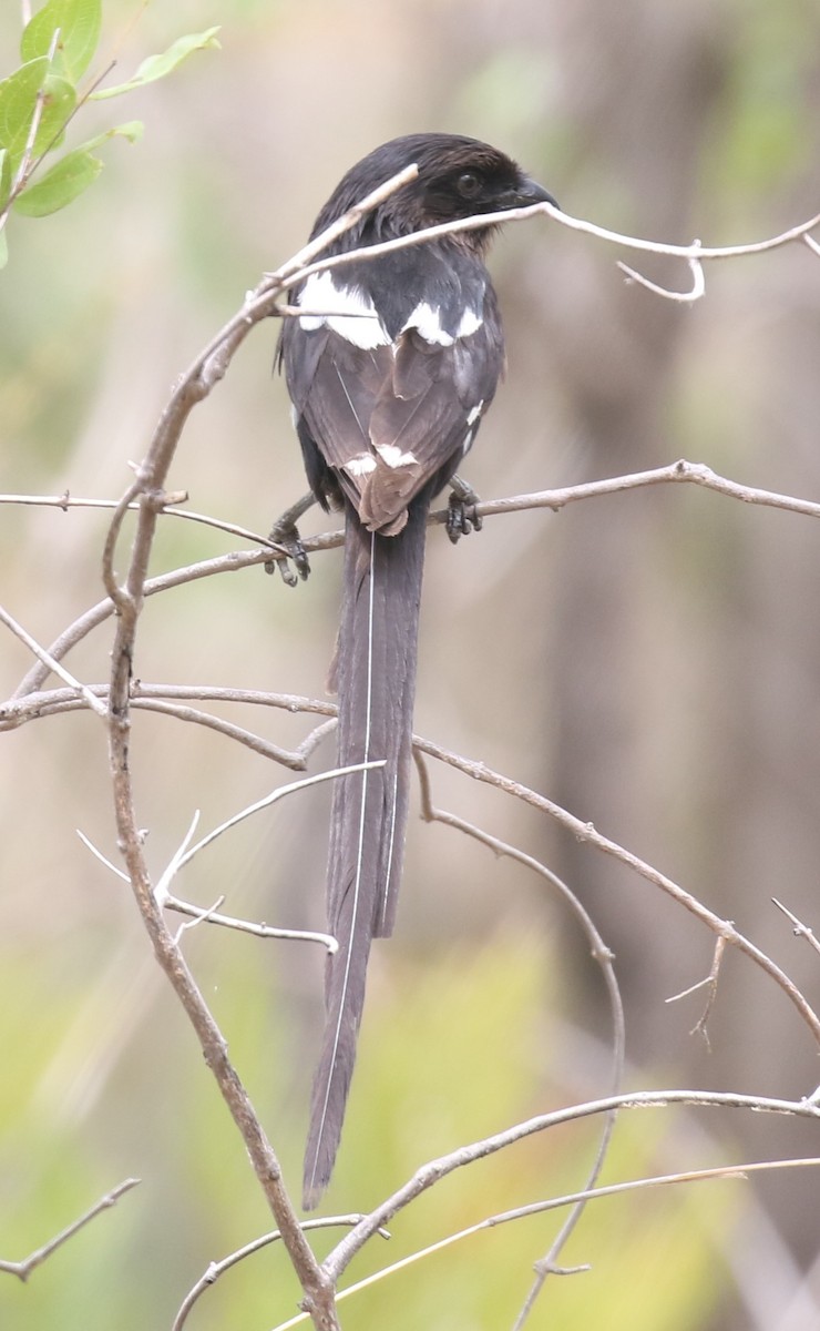 Magpie Shrike - ML629053466