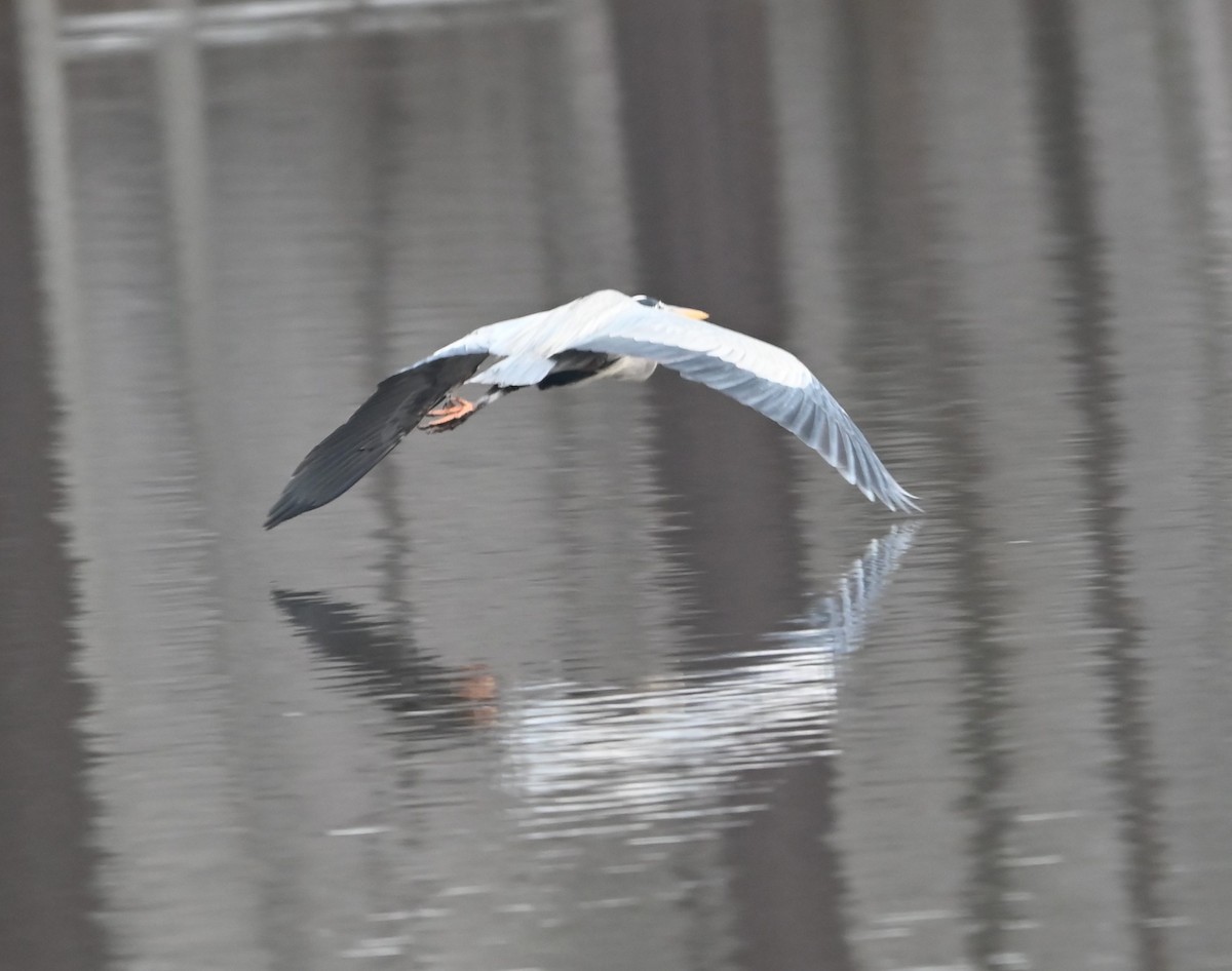 Great Blue Heron - ML629053473