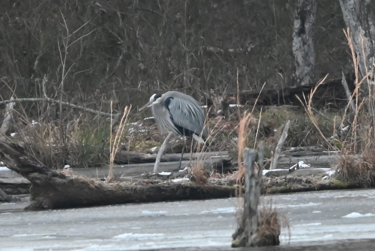 Great Blue Heron - ML629053491