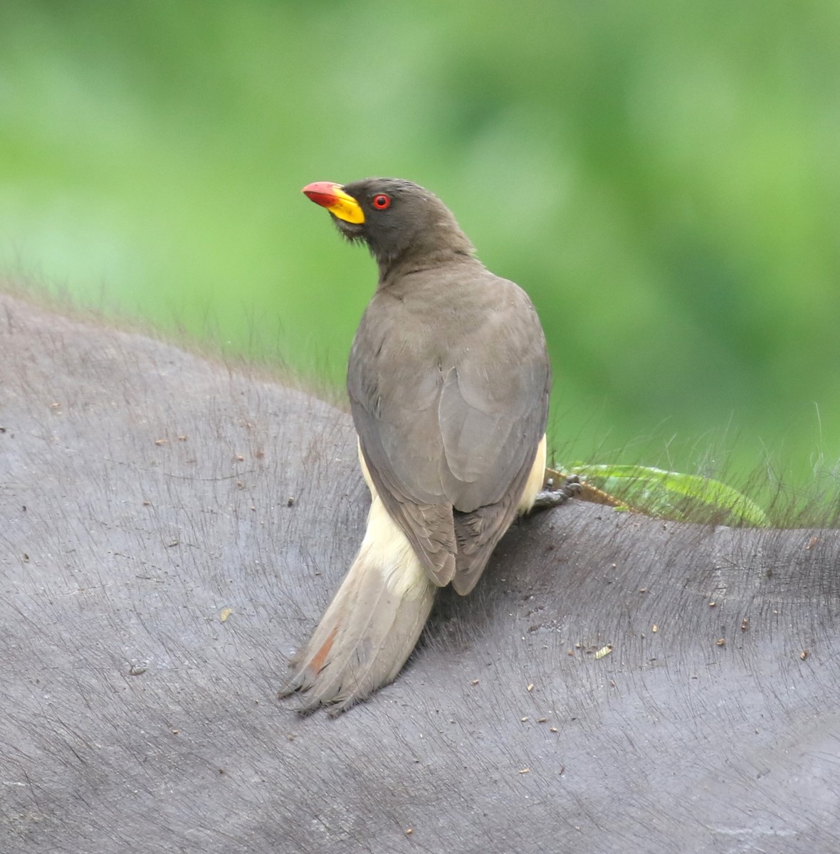Yellow-billed Oxpecker - ML629053494