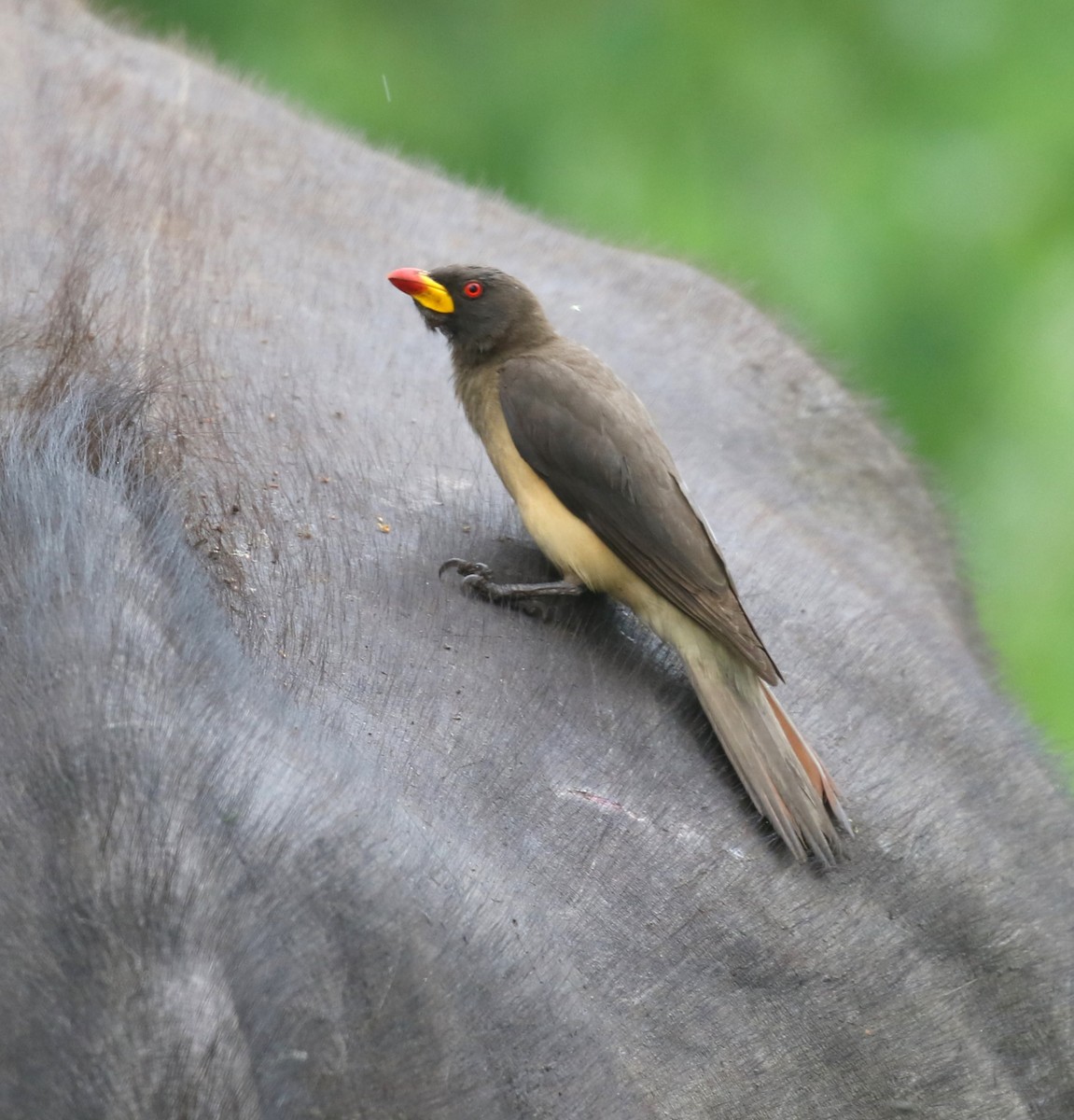 Yellow-billed Oxpecker - ML629053495