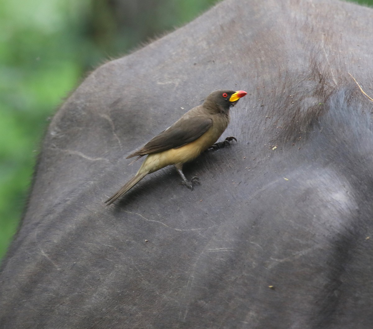Yellow-billed Oxpecker - ML629053496