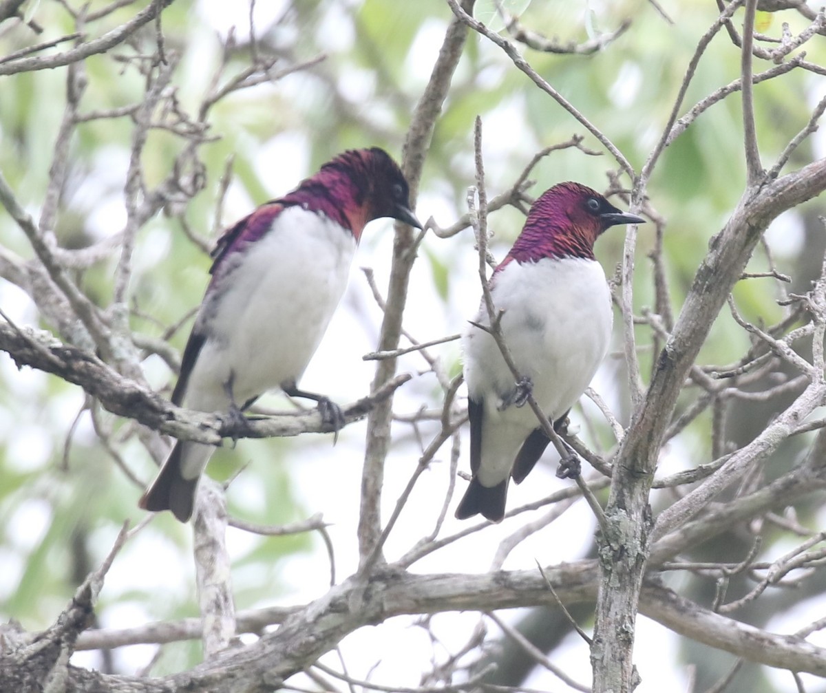 Violet-backed Starling - ML629053507