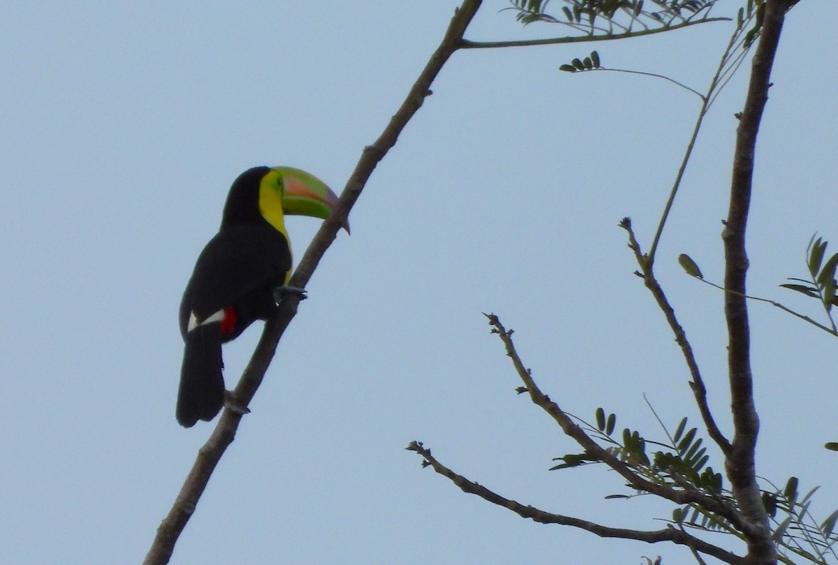Tucán Piquiverde - ML629053535