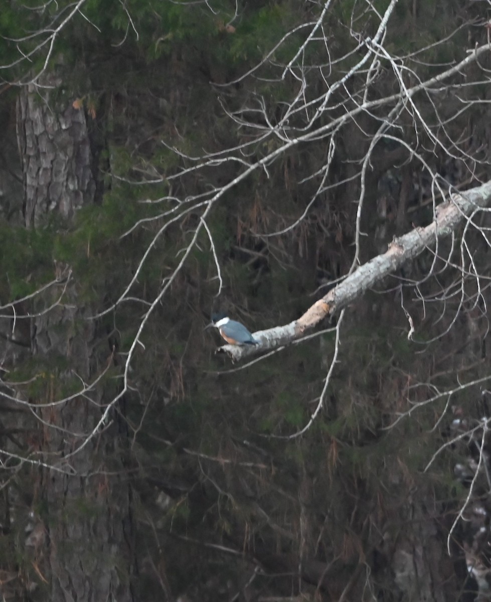 Belted Kingfisher - ML629053550