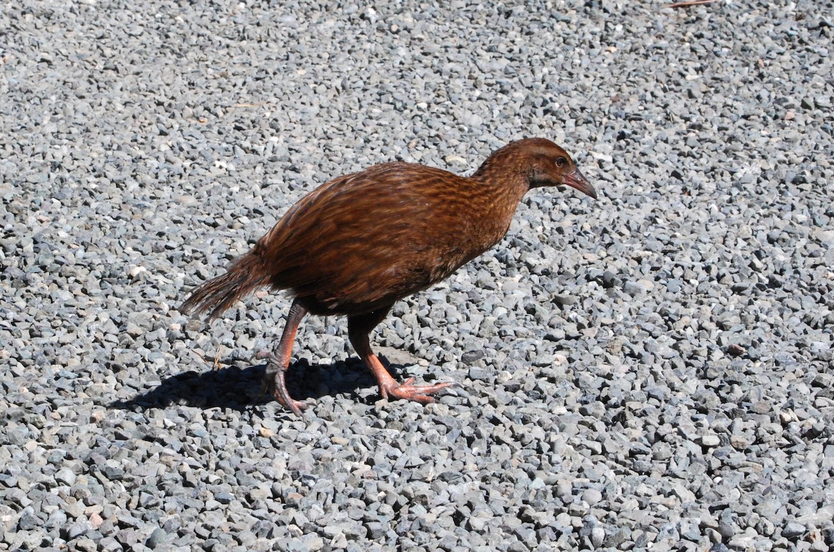 Weka - ML629053598