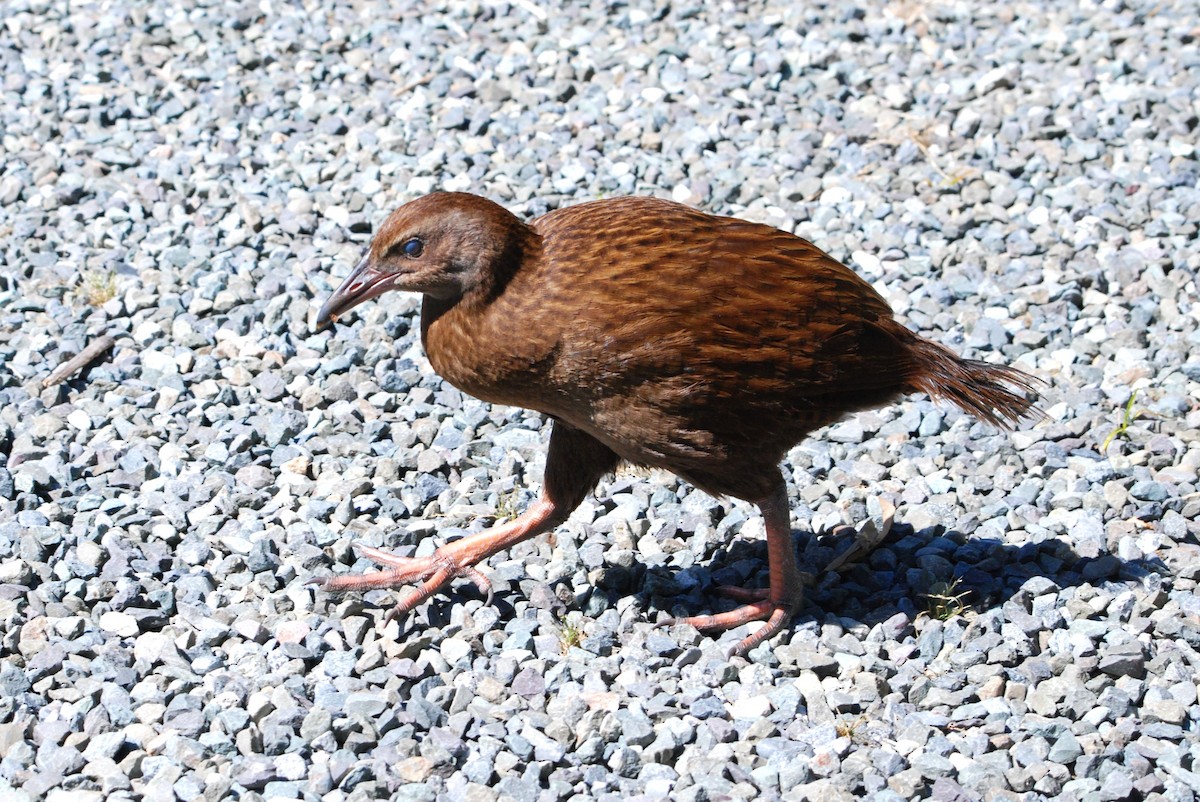 Weka - ML629053599