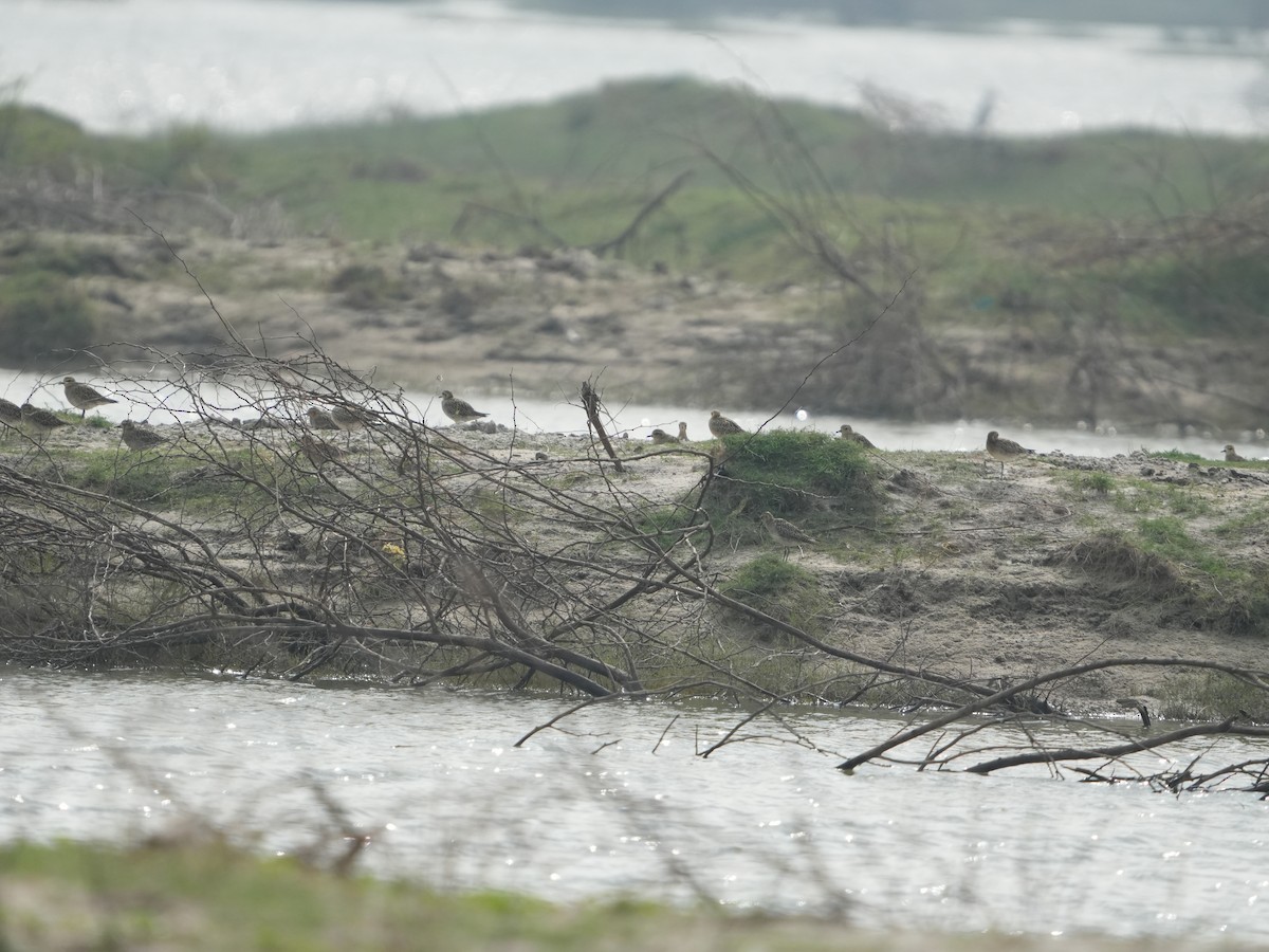 sand-plover sp. - ML629053677