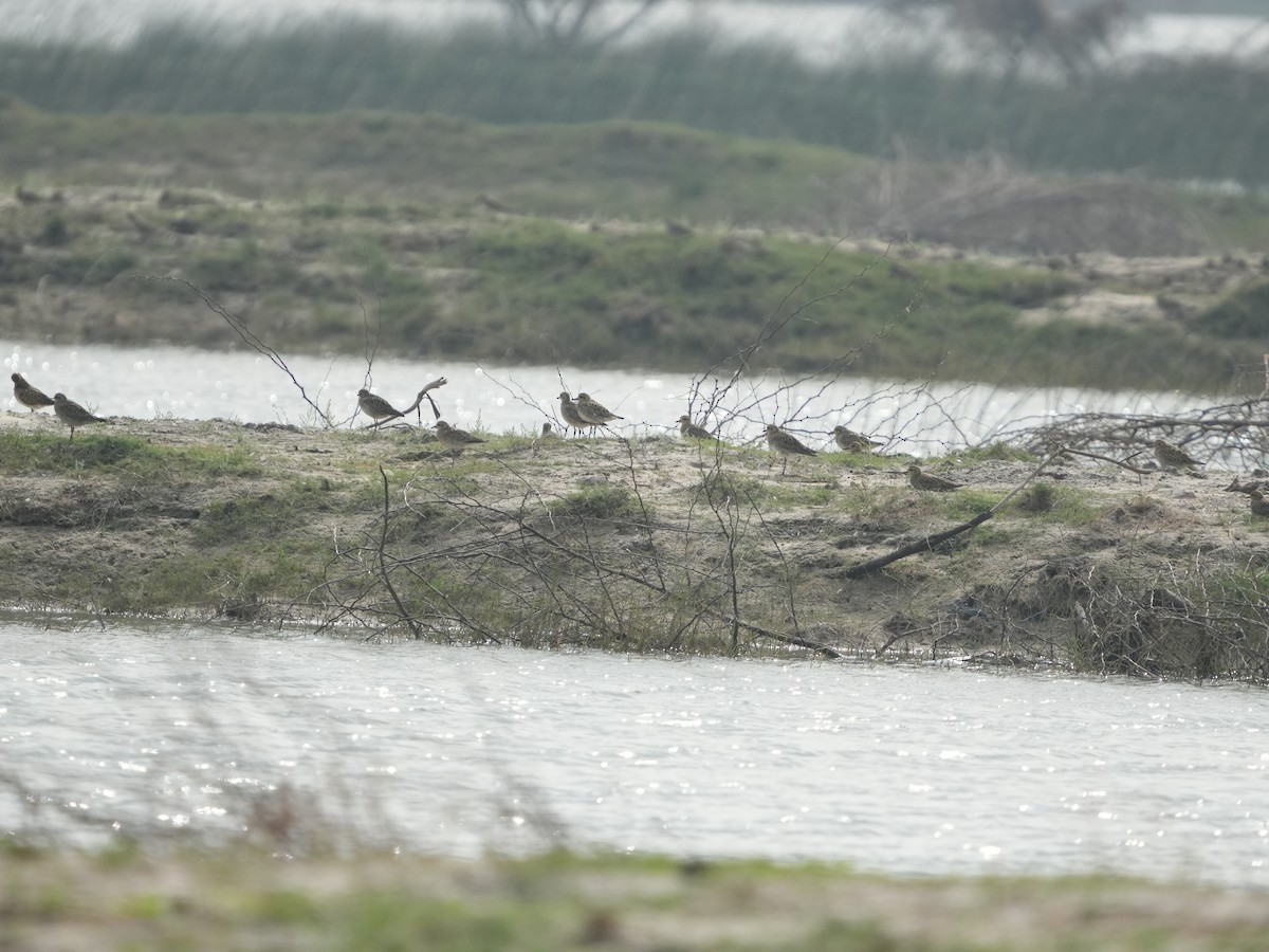 sand-plover sp. - ML629053678