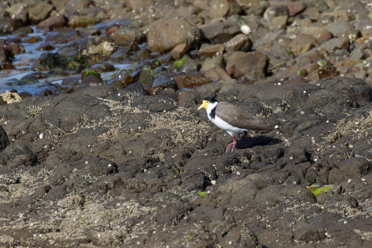 Masked Lapwing - ML629053749