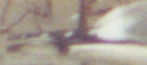 Short-billed Gull - ML629053772