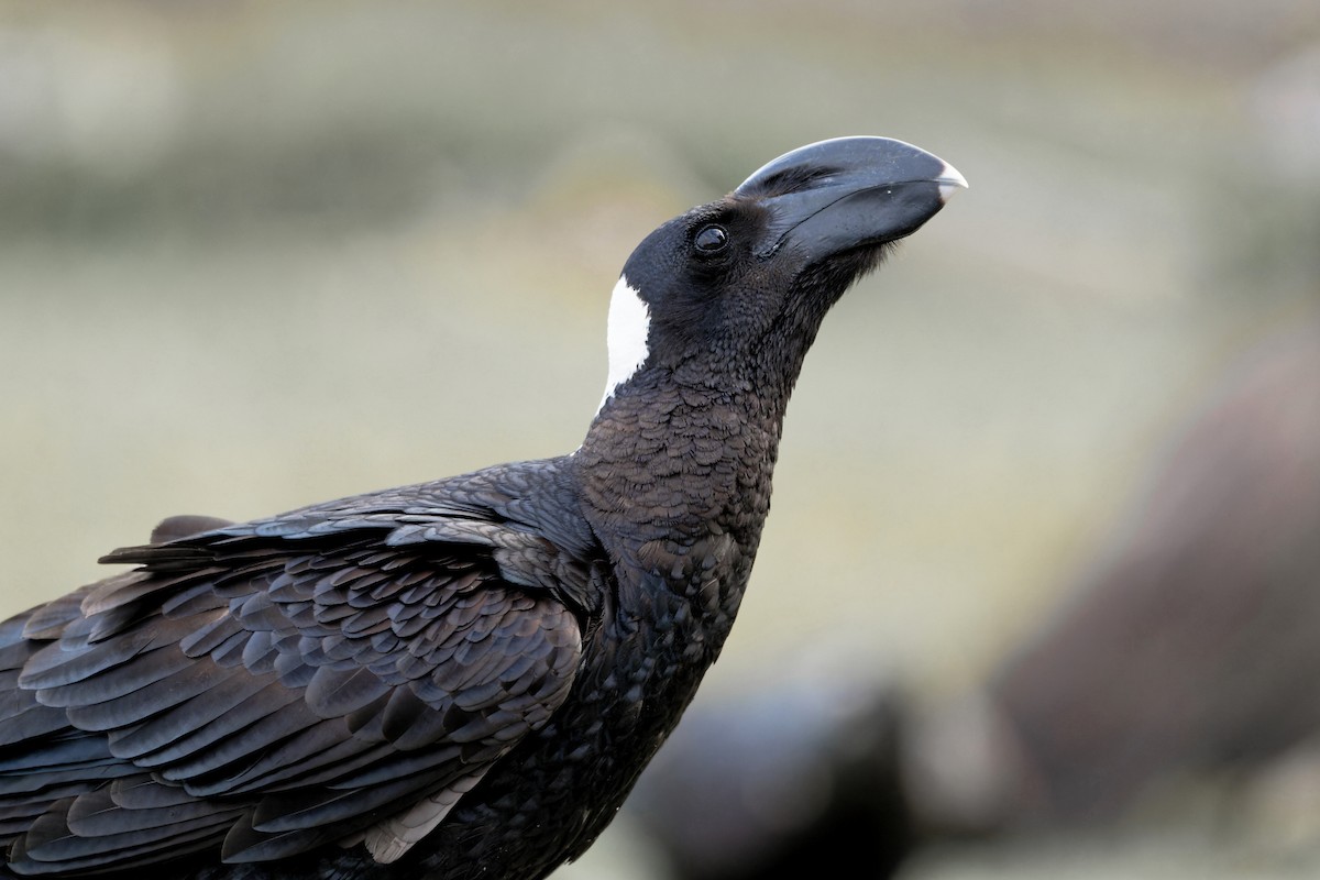 Thick-billed Raven - ML629053796