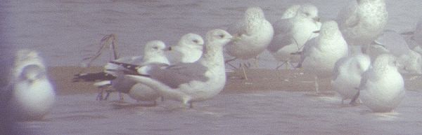 Short-billed Gull - ML629053806