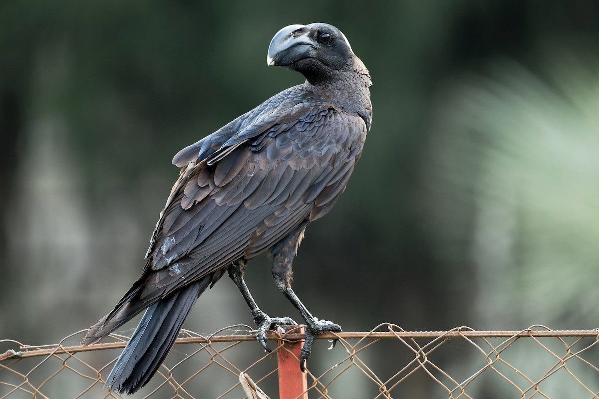 Thick-billed Raven - ML629053807