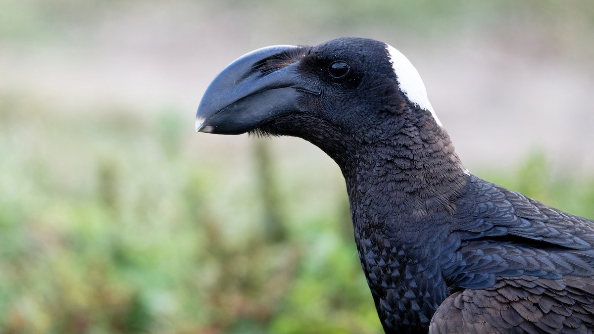 Thick-billed Raven - ML629053820