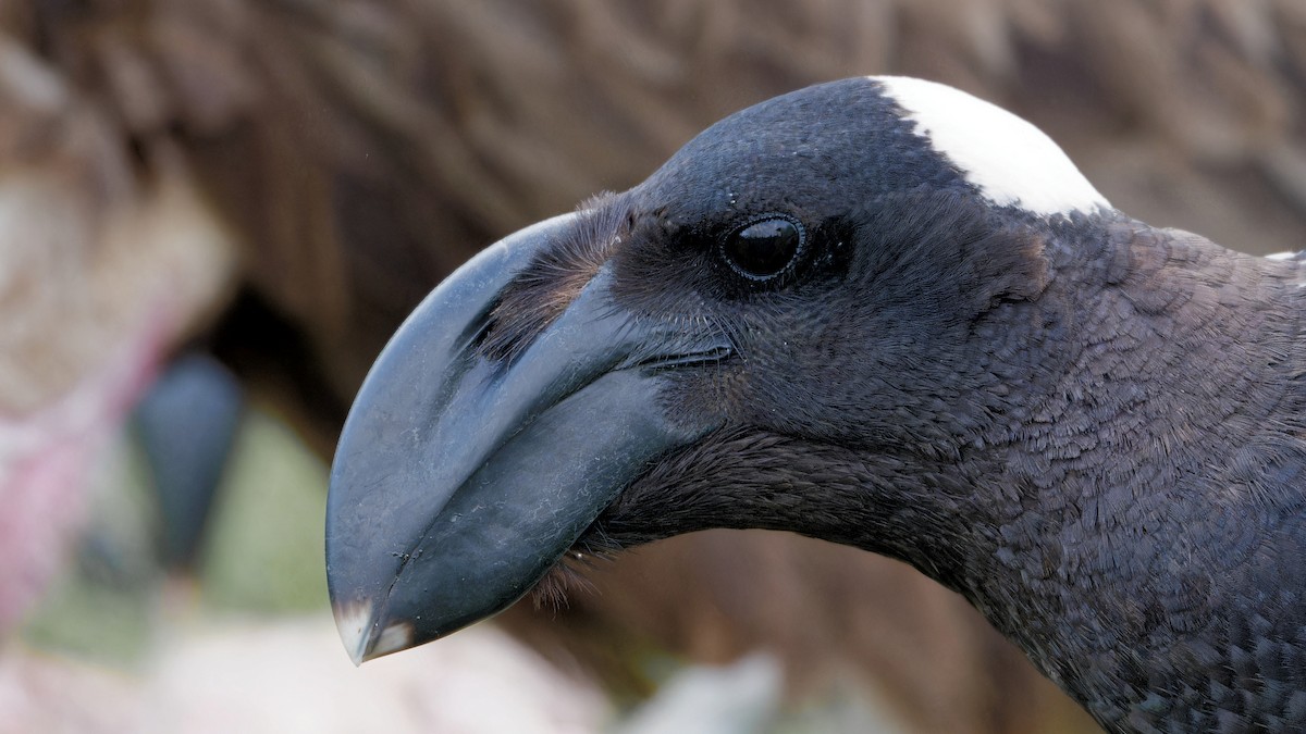 Thick-billed Raven - ML629053829