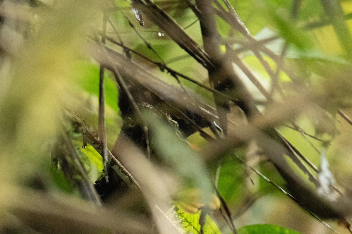 Stiles's Tapaculo - ML629053908