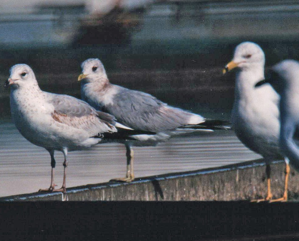 Short-billed Gull - ML629053925