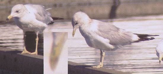Short-billed Gull - ML629053949