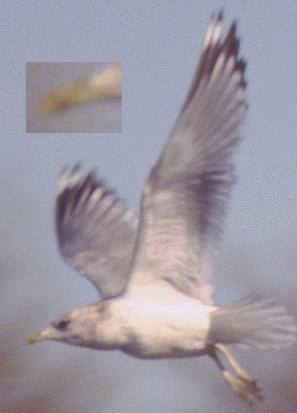 Short-billed Gull - ML629053957