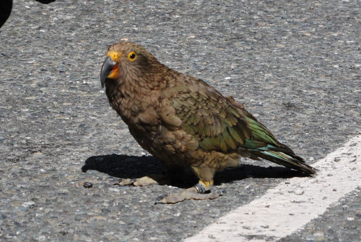 Kea - ML629054055