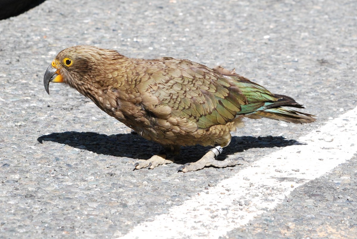 Kea - ML629054056