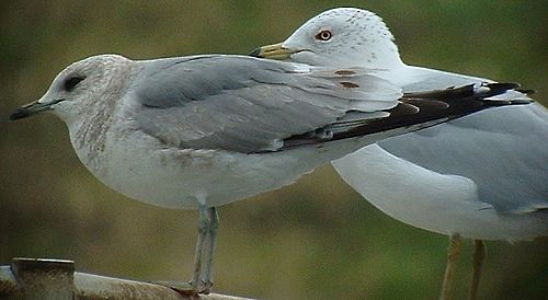 Short-billed Gull - ML629054067