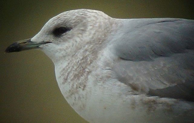 Short-billed Gull - ML629054072