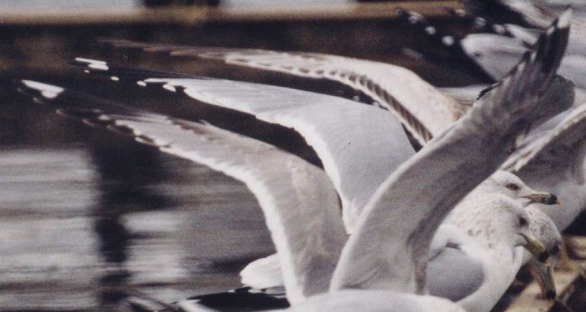Short-billed Gull - ML629054081