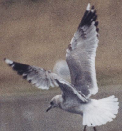 Short-billed Gull - ML629054092