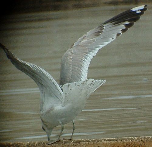 Short-billed Gull - ML629054105