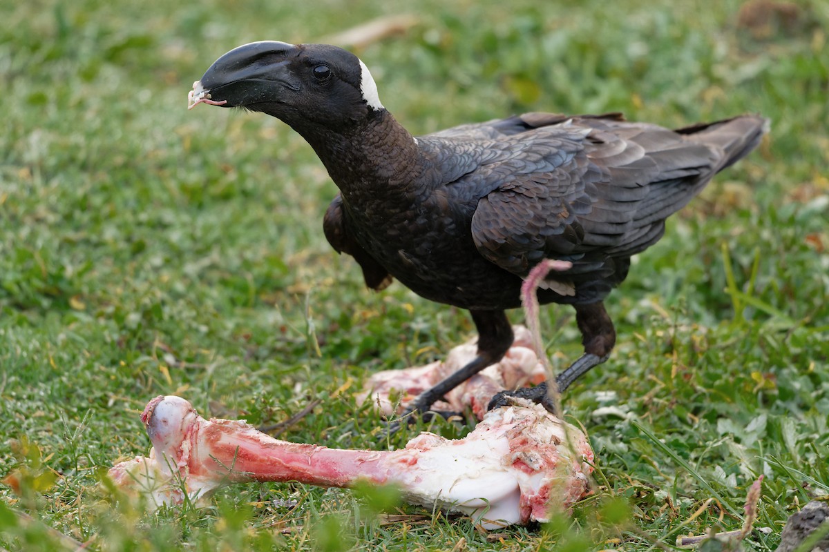 Thick-billed Raven - ML629054111