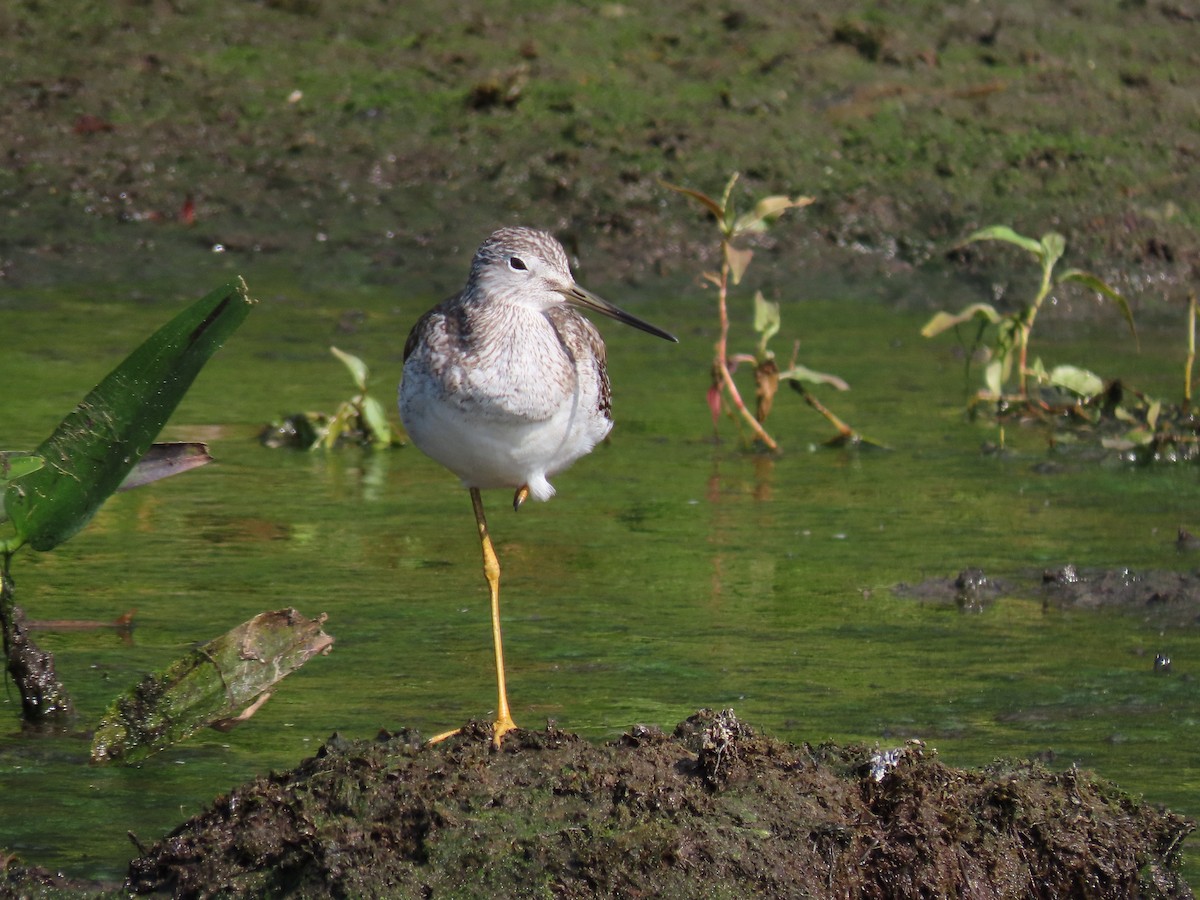 Greater Yellowlegs - ML629054158