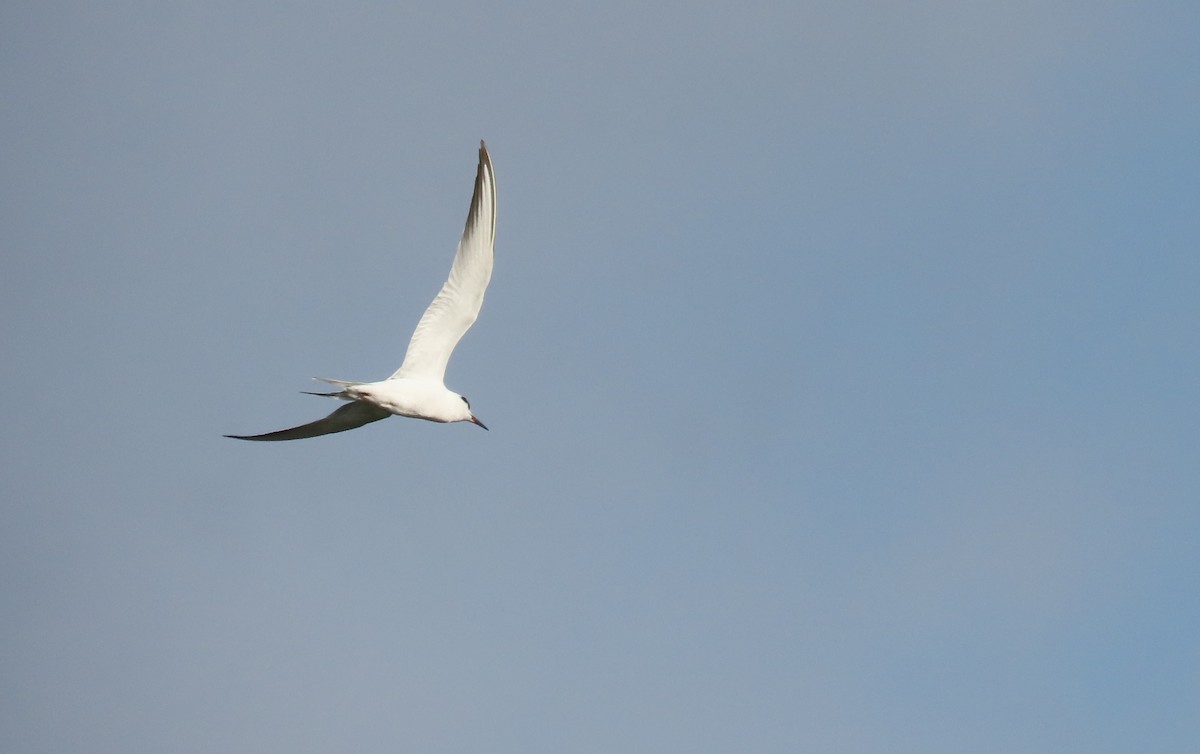 Forster's Tern - ML629054174