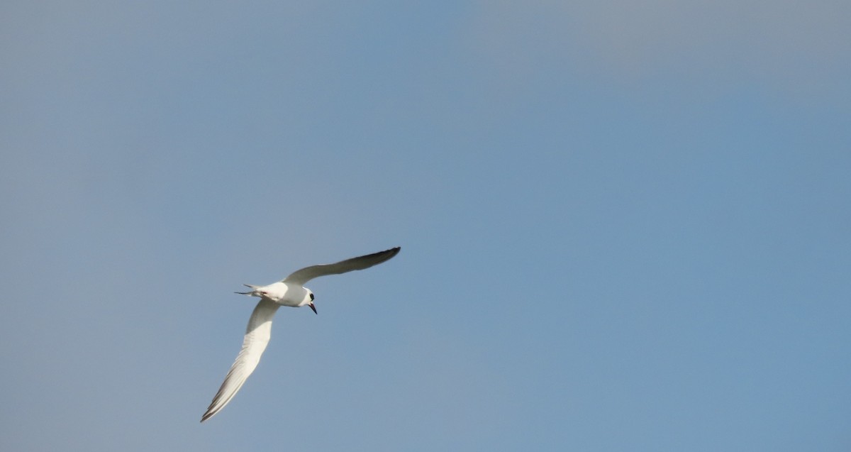 Forster's Tern - ML629054175