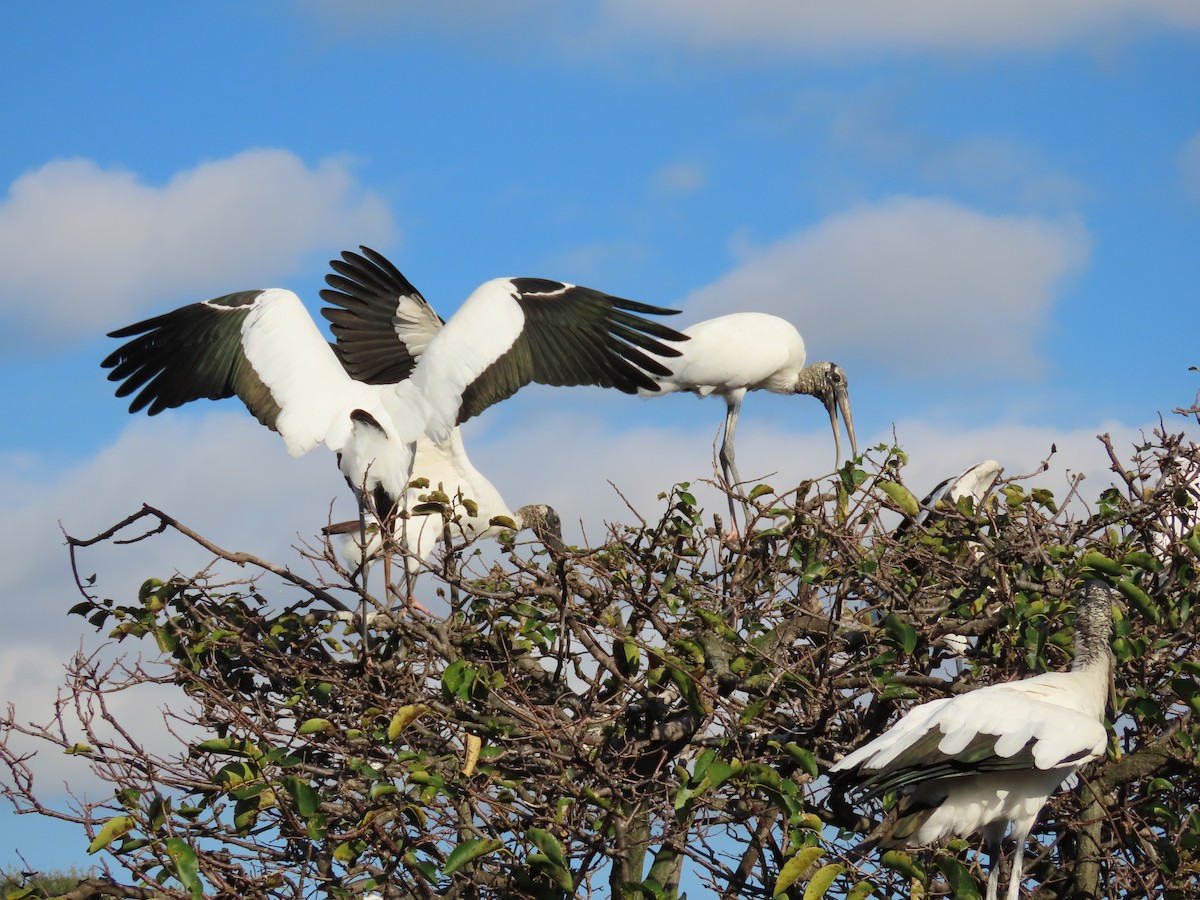 Wood Stork - ML629054191