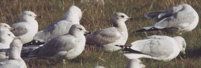 Short-billed Gull - ML629054195