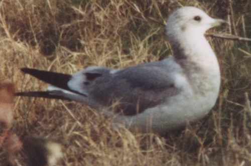 Short-billed Gull - ML629054209